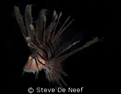Lionfish at ducomi pier. by Steve De Neef 
